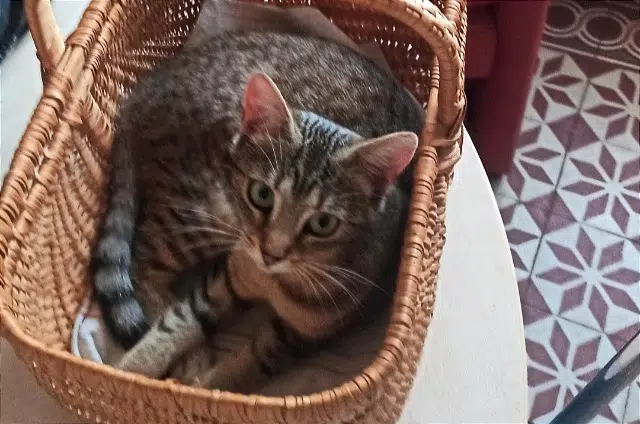 chatte reunited   14000 Caen Châtaigne