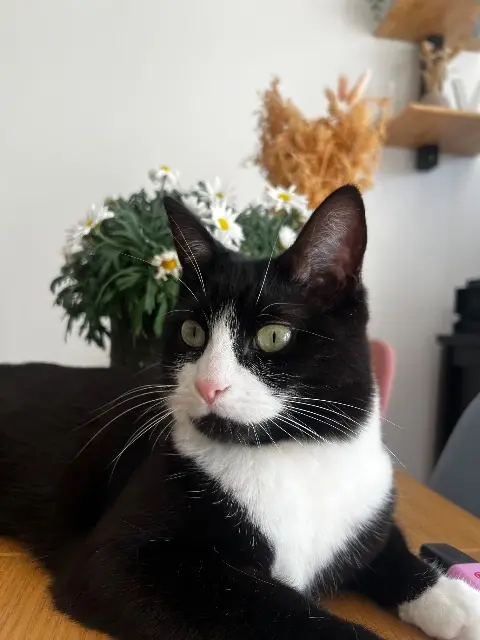 chatte reunited   14000 Caen Freya