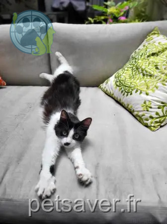 Chatte Perdue 14 Calvados Caen - Isis Chatte Perdue 14 Calvados Caen - Isis