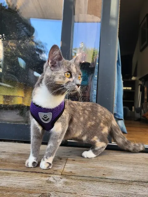 chatte reunited   14000 Caen Luna