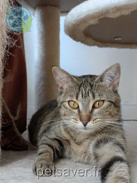 chatte reunited   14000 Caen Nymphe