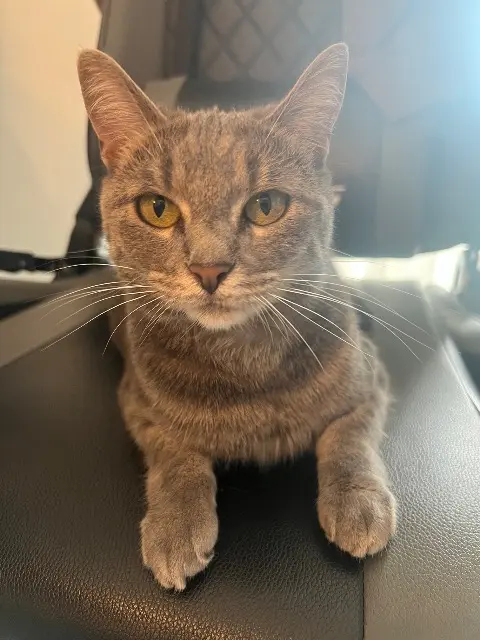 chatte reunited   14000 Caen Peach