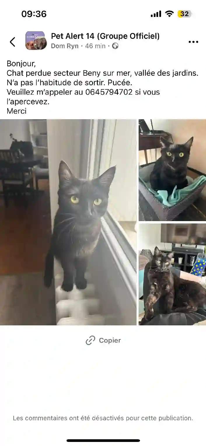 Chatte Trouvée 14 Calvados Caen - Tchoupie Chatte Trouvée 14 Calvados Caen - Tchoupie
