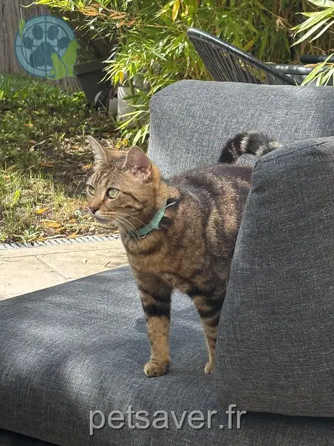 chatte reunited   14000 Caen Umpa
