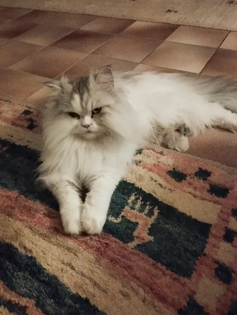 chatte reunited   14000 Caen Yumi