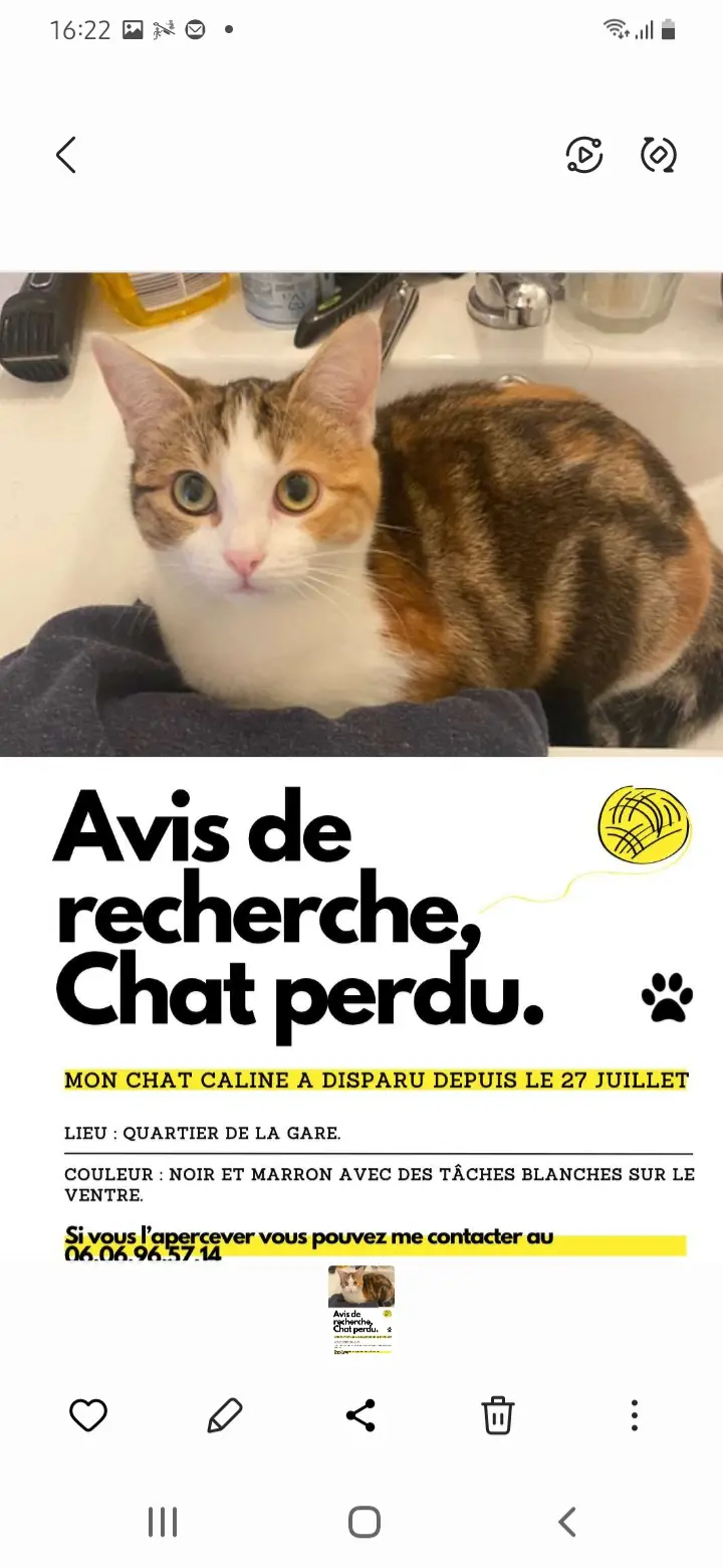 Chatte Perdue 14 Calvados Caen Chatte Perdue 14 Calvados Caen