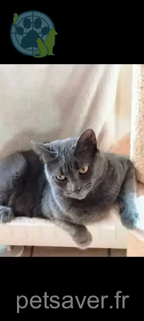 chatte reunited   14220 Cesny-les-Sources Pepper