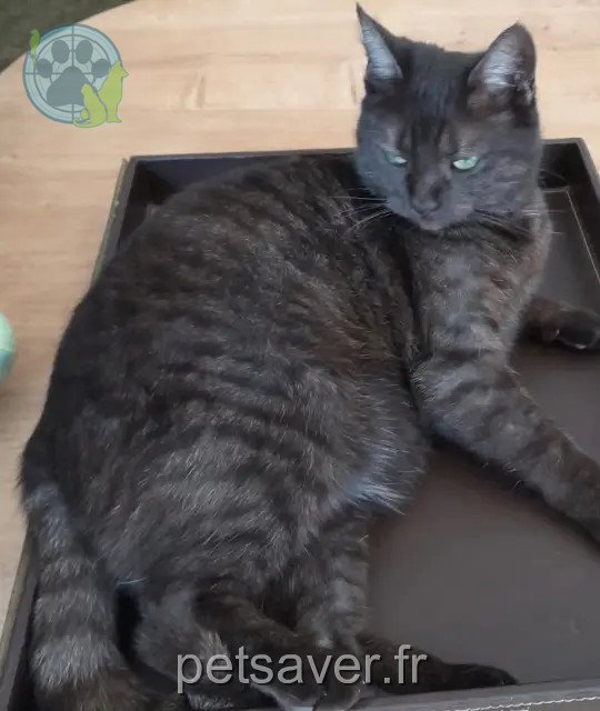 chatte reunited   14930 Vieux Chatnel