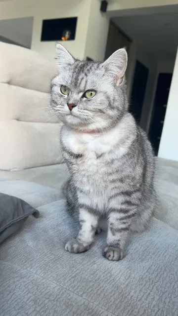 chatte reunited   14610 Colomby-Anguerny Joy