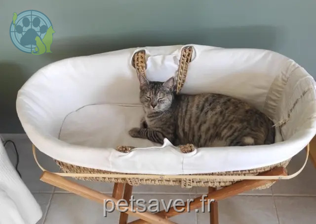 chatte reunited   14480 Creully sur Seulles Tess
