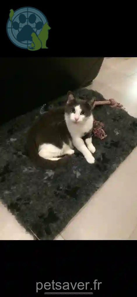 Chatte Trouvée 14 Calvados - Câline Chatte Trouvée 14 Calvados - Câline
