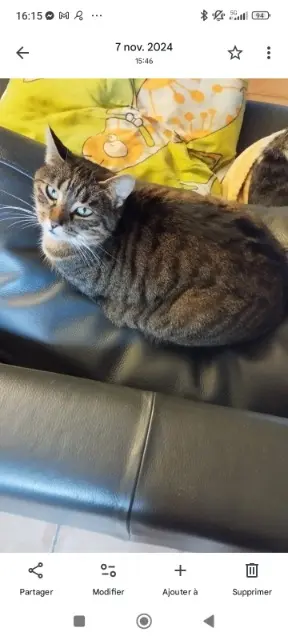 chatte reunited   14260 Dialan sur Chaîne Guiguitte