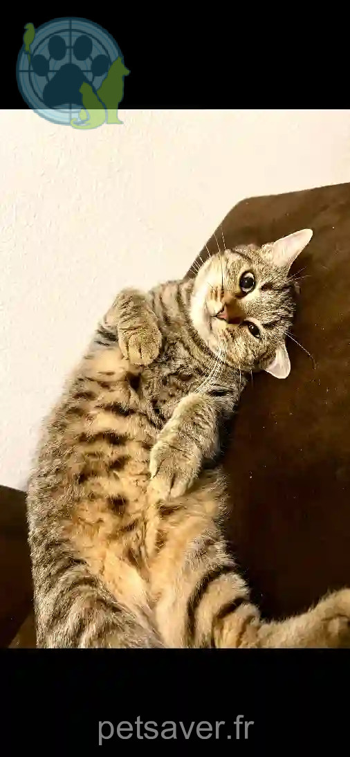 Chatte Trouvée 14 Calvados - Duma Chatte Trouvée 14 Calvados - Duma