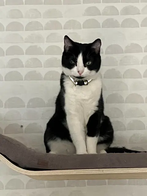 chatte reunited   14540 Bourguébus ECLIPSE