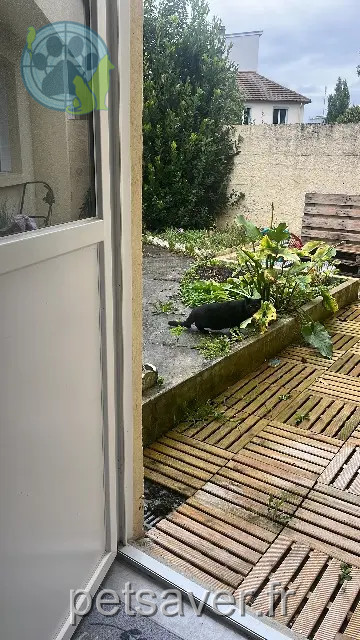 chatte reunited   14120 Mondeville Flora