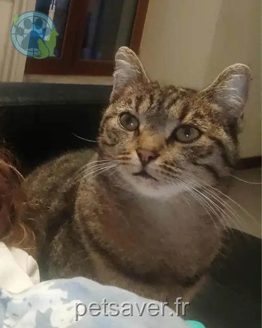 chatte reunited   14190 Grainville-Langannerie Gabou