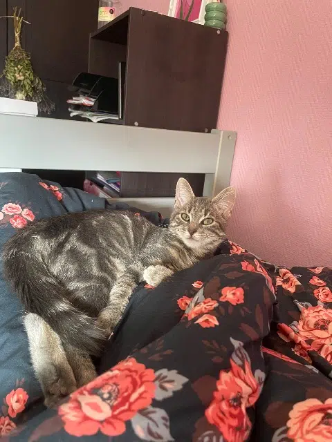 chatte reunited   14460 Colombelles Jaya