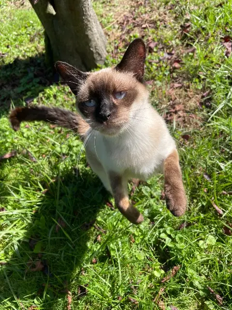 chatte reunited   14123 Cormelles-le-Royal Jinx