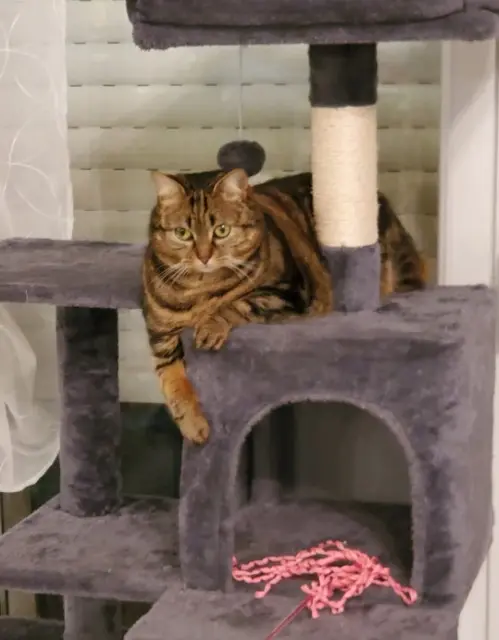 chatte reunited   14540 Le Castelet Tessa