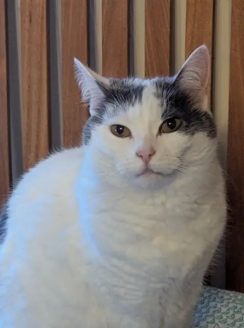 chatte reunited   14112 Biéville-Beuville Lipsy