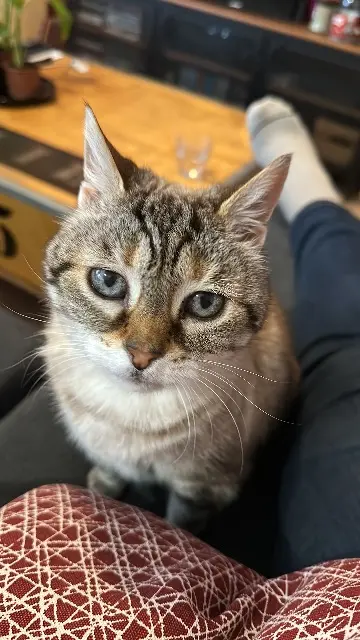 chatte reunited   14930 Maltot Lollypop