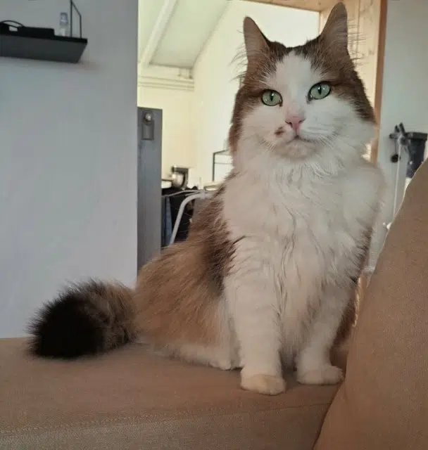 chatte reunited   14330 Le Molay-Littry Magie