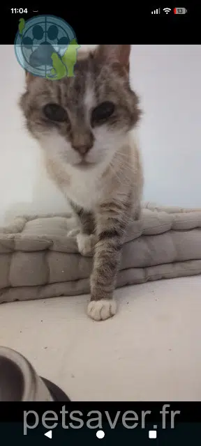 chatte reunited   14280 Saint-Germain-la-Blanche-Herbe Moumoune