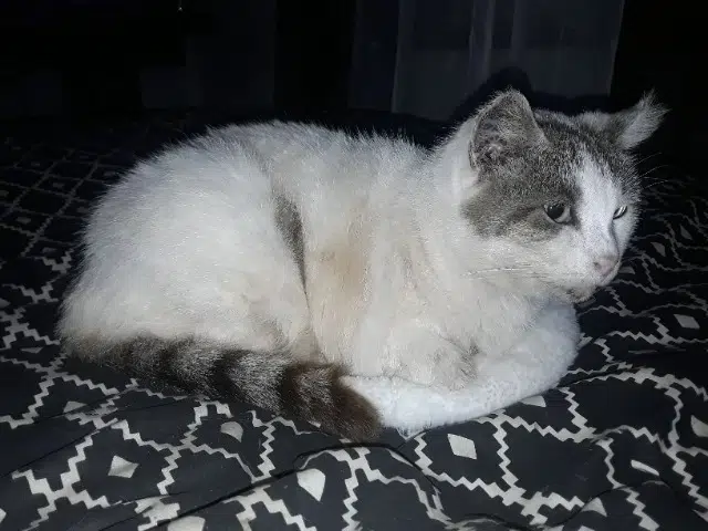 chatte reunited   14750 Saint-Aubin-sur-Mer Mél