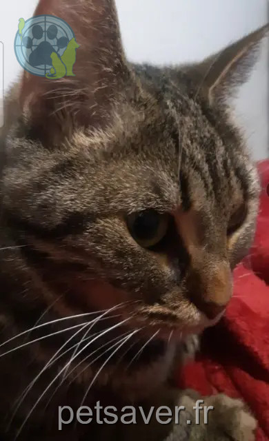 chatte reunited 14540 Soliers Nikita