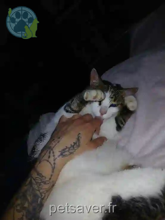 Chatte Perdue 14 Calvados - Ondine Chatte Perdue 14 Calvados - Ondine