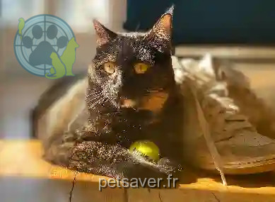 Chatte Trouvée 14 Calvados - Oscar Chatte Trouvée 14 Calvados - Oscar