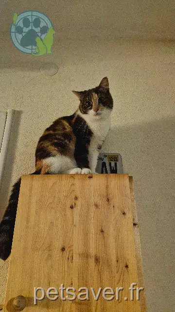 chatte reunited 14400 Bayeux Ozaya