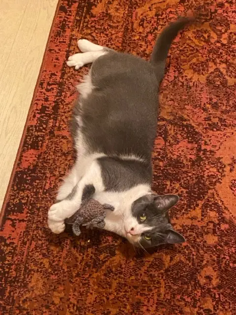 chatte reunited   14123 Fleury-sur-Orne Pô