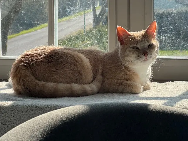 chatte reunited   14950 Saint-Étienne-la-Thillaye Rosie