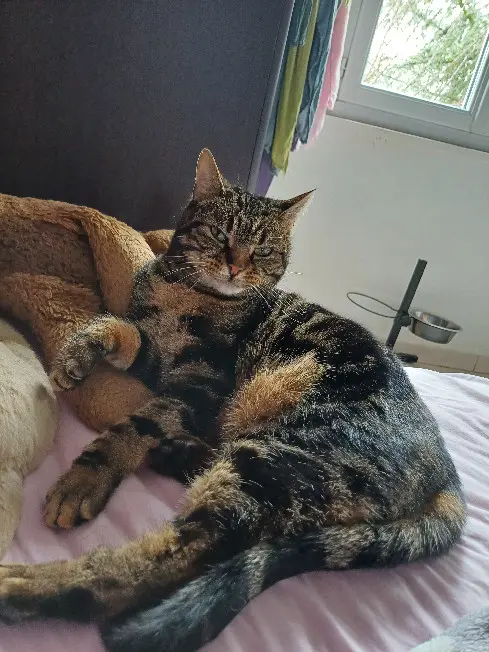 Chatte Perdue 14 Calvados - Sookie Chatte Perdue 14 Calvados - Sookie