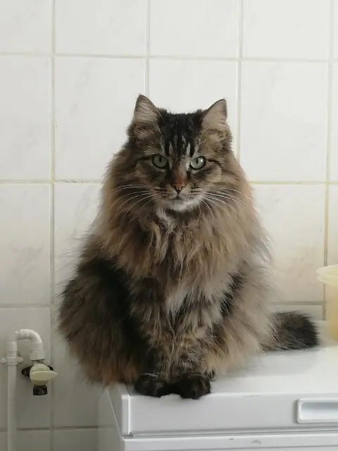 chatte reunited   14350 Souleuvre-en-Bocage Fifi