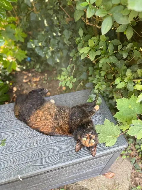 chatte reunited   14100 Lisieux Suki