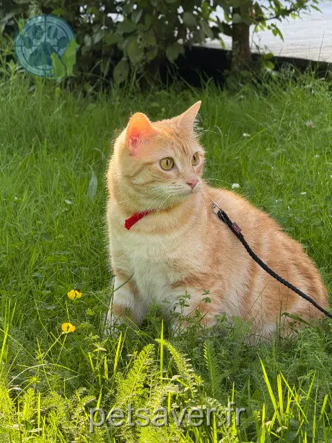 chatte reunited 14130 Surville Tchikita