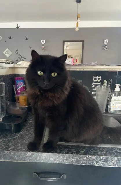 chatte reunited   14630 Cagny Tess