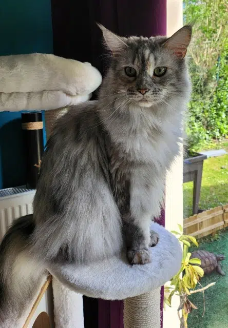 chatte reunited   14400 Bayeux Tokyo