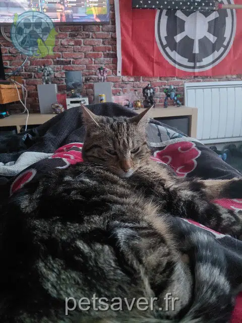 Katze reunited    Val d'Arry Kitty