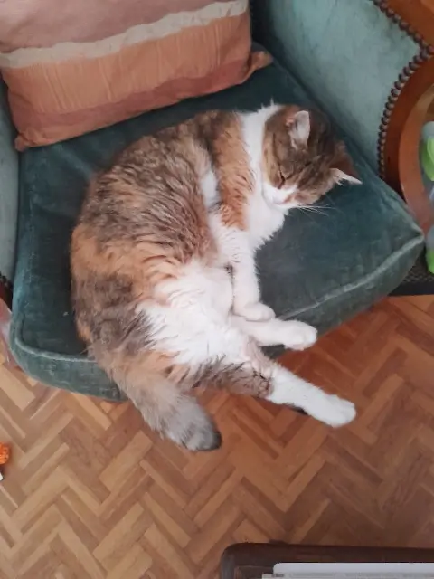 chatte reunited   14760 Bretteville-sur-Odon Zoé