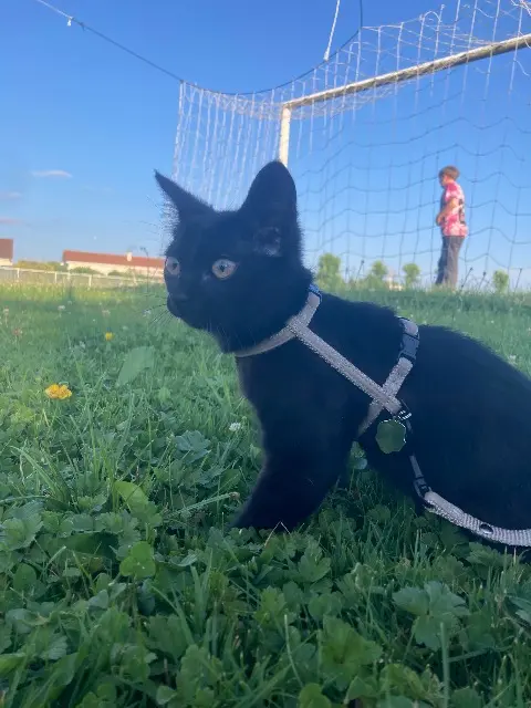 chatte reunited   15000 Aurillac Mila