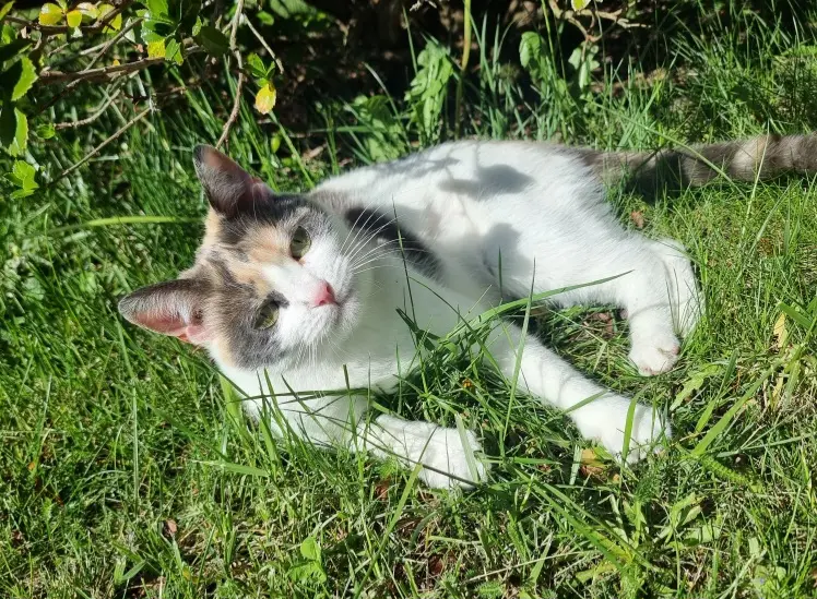 chatte reunited   15120 Labesserette Nala