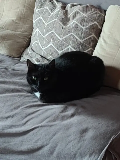 chatte reunited   15340 Puycapel Raven