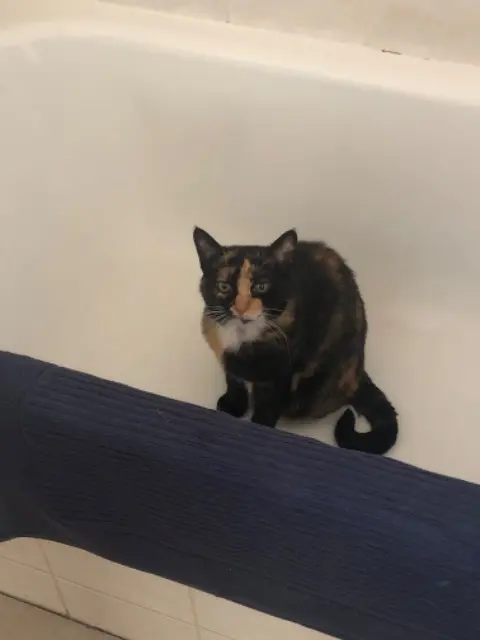 chatte reunited   15590 Velzic Sysy