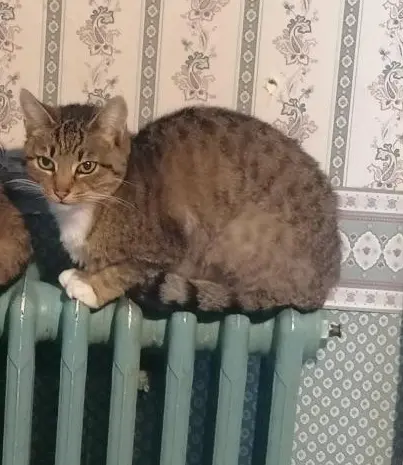 Chatte Trouvée 16 Charente Chatte Trouvée 16 Charente