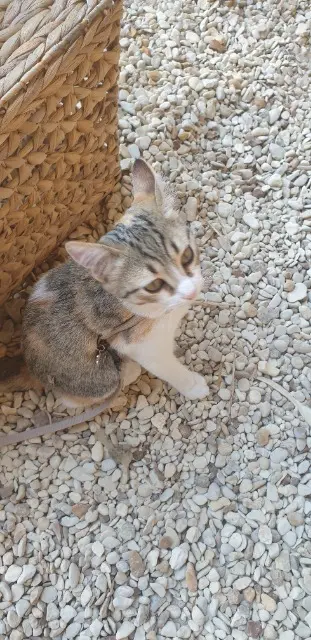 chatte reunited   16200 Sigogne Arya