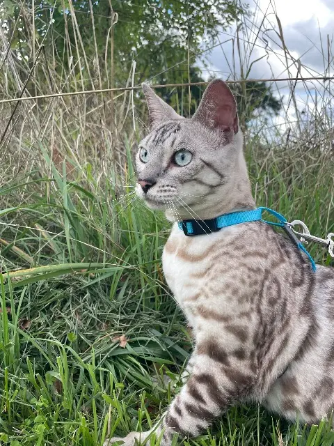 chatte reunited   16200 Julienne Blanche