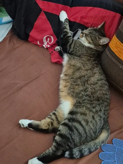 chatte reunited   16200 Foussignac Chaussette